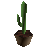 Wonderful Cactus