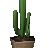 Beautiful Cactus