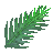 Frond from Zamia Furfuracea