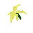 Yellow Desert Orchid