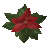 Christmas Poinsettia